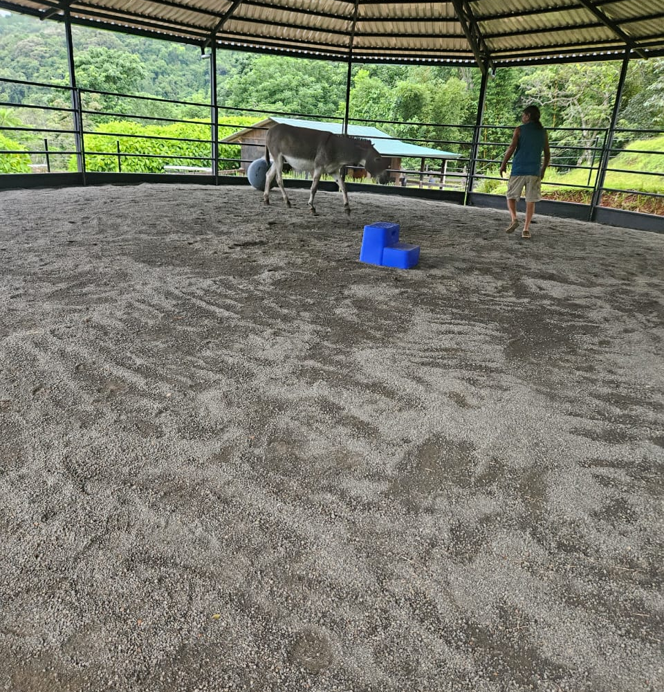 for sale in Puriscal Costa Rica