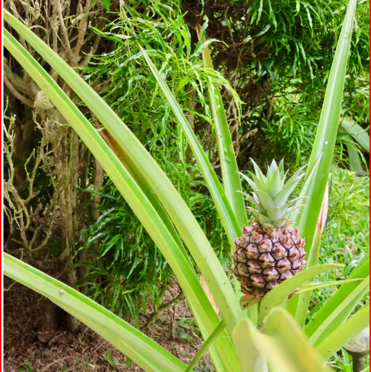 HomesHotel - B&B for sale in All ZonesNuevo Arenal Costa Rica