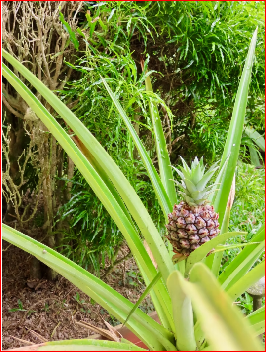 HomesHotel - B&B for sale in All ZonesNuevo Arenal Costa Rica