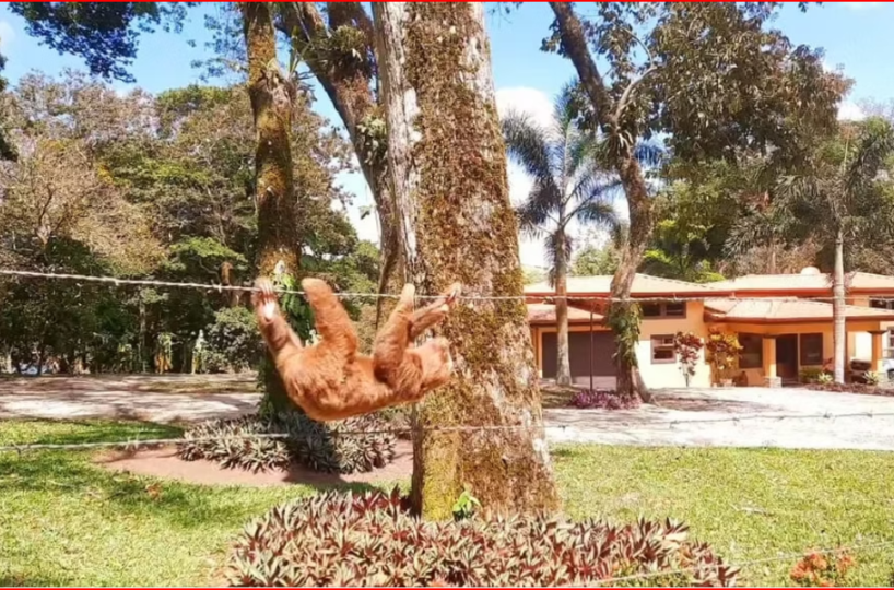 HomesHotel - B&B for sale in Lake Arenal Costa Rica